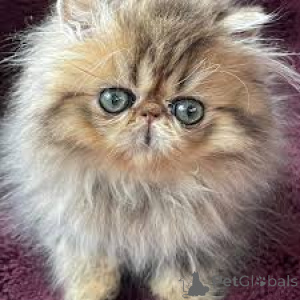 Фото №3. Chatons persans доступны на вечеринке.. Бельгия