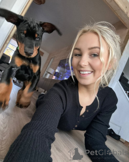 Фото №3. KC зарегистрированный Doberman Puppy.  Германия