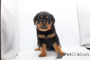 Фото №3. Aceşti frumoşi pui de Rottweiler.  Румыния