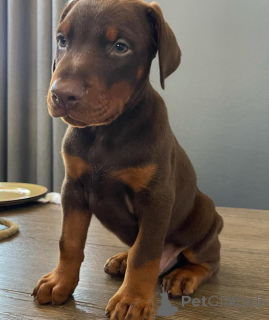 Фото №3. Urocze szczenięta dobermana do adopcji.  Польша