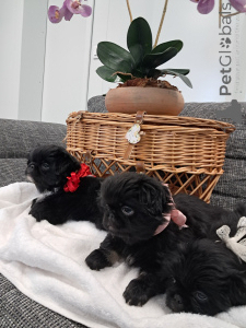 Фото №2 к объявлению №143144 о продаже пекинеса - купить в Швейцарии заводчик