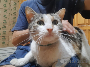 Фото №2 к объявлению №138929 о продаже  - купить в России 