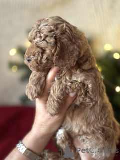 Фото №1. мальтипу - купить в Большом Сочи за 12059719₽. Объявление №161954
