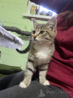 Фото №4. Продам  в Москве реке  - цена Бесплатно