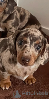 Фото №3. Щенки миниатюрной пятнистой таксы.  Бельгия