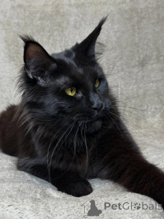 Фото №4. Продам мейн-куна в Аст частное объявление - цена договорная