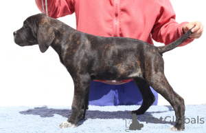 Фото №4. Продажа кане-корсо в Buzău заводчик - цена 111320₽