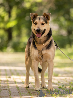 Фото №1. беспородная - купить в Москве реке за Бесплатно. Объявление №154141