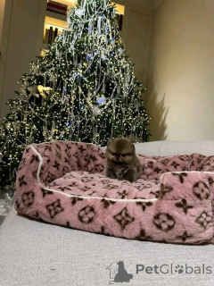 Фото №3. Померанский шпиц, приученный к туалету.  Испания