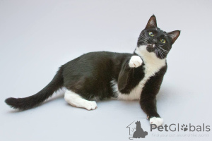 Фото №2 к объявлению №161902 о продаже  - купить в России из приюта