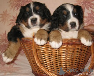 Фото №1.  - купить в Ливерпуль за Бесплатно. Объявление №163248