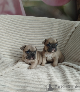 Фото №1. французский бульдог - купить в Минске за 86969₽. Объявление №159472