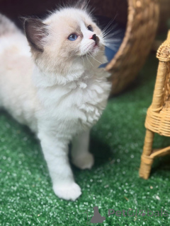 Фото №2 к объявлению №157132 о продаже рэгдолл - купить в Швеции заводчик