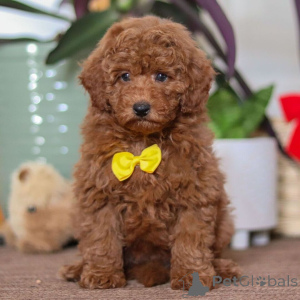 Фото №4. Продажа цвергпинчера в Лидс частное объявление - цена 46384₽