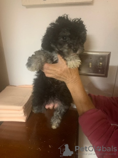 Фото №2 к объявлению №133045 о продаже  - купить в Германии частное объявление