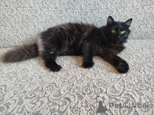 Фото №4. Продам  в Минске  - цена Бесплатно