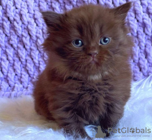 Фото №3. Британские короткошерстные котята об усыновлении. США