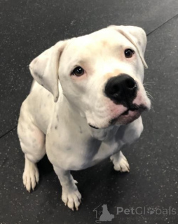 Фото №2 к объявлению №157878 о продаже американского бульдога - купить в Германии из приюта, заводчик