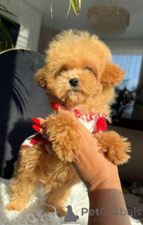 Фото №3. Мальтийский мальчик.  Германия