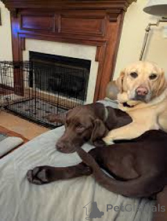 Фото №1. лабрадор-ретривер - купить в Амстердам за Бесплатно. Объявление №162425