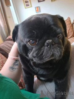 Фото №2 к объявлению №138767 о продаже мопса - купить в Австралии частное объявление