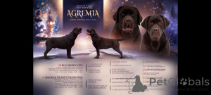 Фото №3. Щенок лабрадор-ретривер девочка шоколадного окраса.  Россия