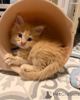 Фото №3. Мейн-кун-Кэтчен. Германия