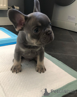 Фото №1.  - купить в Флоренция за Бесплатно. Объявление №163573