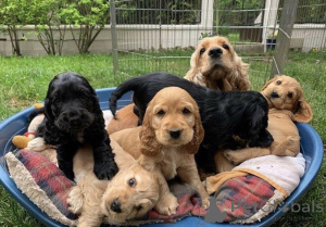 Фото №1. английский кокер-спаниель - купить в Варшаве за договорная. Объявление №163007