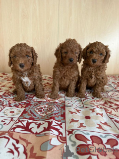 Фото №1. пудель (той) - купить в Детмольд за 51022₽. Объявление №160410