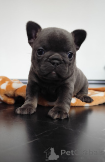 Фото №3. Französische Welpen.  Германия