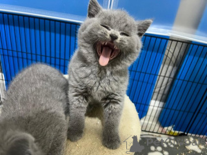 Фото №3. Продажа голубых британских короткошерстных котят -. Германия