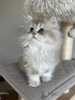 Фото №2 к объявлению №152480 о продаже британская короткошёрстная - купить в Германии заводчик