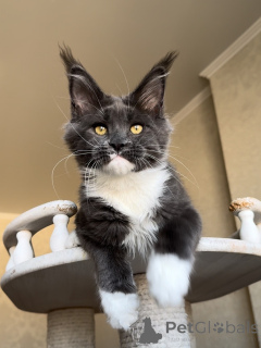 Фото №3. Сильный, любопытный и верный Атлас несет любовь на своих могучих лапах.. Люксембург