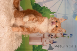 Фото №4. Продам мейн-куна в Хайфа из питомника - цена 147848₽