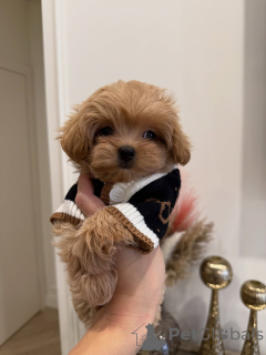 Фото №2 к объявлению №163591 о продаже мальтипу - купить в Германии заводчик