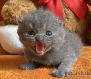 Фото №3. Британские короткошерстные котята на усыновление. США