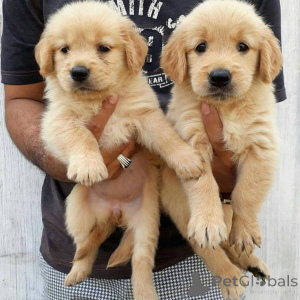 Фото №1. золотистый ретривер - купить в Страсбург за 41745₽. Объявление №160558