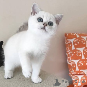 Фото №3. Чрезвычайно умные британские короткошерстные котята. Великобритания