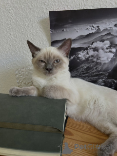 Фото №3. Чистокровный сиамский котенок с поразительными голубыми глазами и королевским. Германия