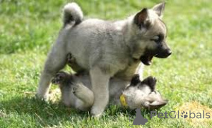 Фото №3. Норвежский Elchhundwelpen zu verkaufen.  Нидерланды