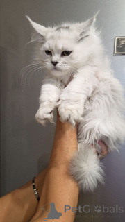 Фото №4. Продам мейн-куна в Калифорния заводчик - цена 31454₽