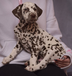 Фото №3. puppy of Dalmatian.  Россия