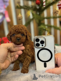 Фото №1. пудель (той) - купить в Барселоне за договорная. Объявление №163710