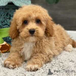 Фото №1. беспородная - купить в Ankum за 27830₽. Объявление №151409