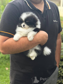 Фото №2 к объявлению №163386 о продаже померанского шпица - купить в Польше заводчик