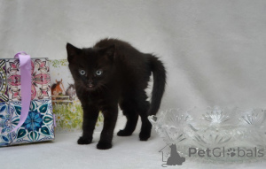 Фото №3. котята мейн-кун. Германия