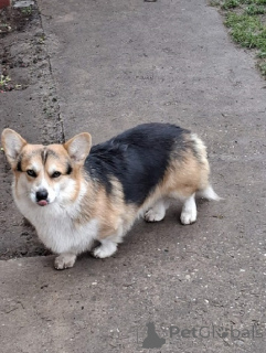 Фото №2 к объявлению №161006 о продаже вельш-корги - купить в Сербии заводчик