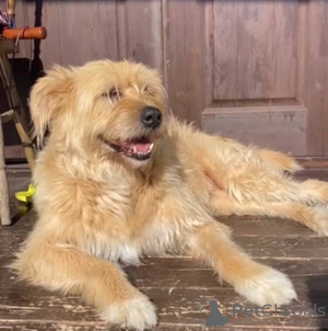 Фото №2 к объявлению №158139 о продаже беспородную - купить в России частное объявление