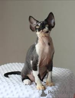 Фото №1. корниш рекс - купить в Боровляны за договорная. Объявление №173216